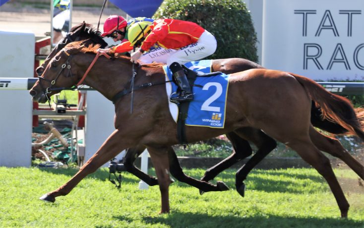 CURDLED becomes 8th Winner and FIRST STAKES WINNER for ALL TOO HARD